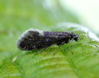 2.003 BF8 Eriocrania unimaculella