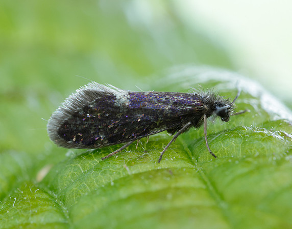 2.003 BF8 Eriocrania unimaculella