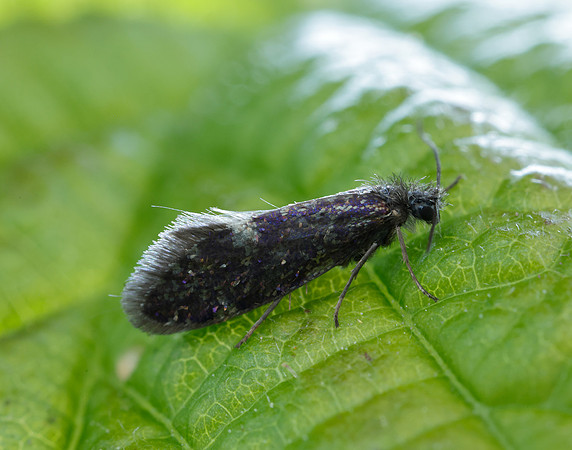 2.003 BF8 Eriocrania unimaculella