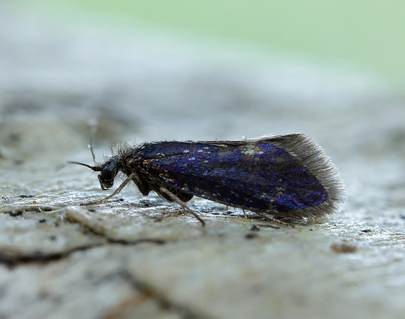 2.003 BF8 Eriocrania unimaculella