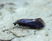 2.003 BF8 Eriocrania unimaculella