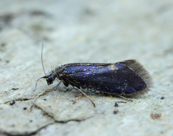 2.003 BF8 Eriocrania unimaculella