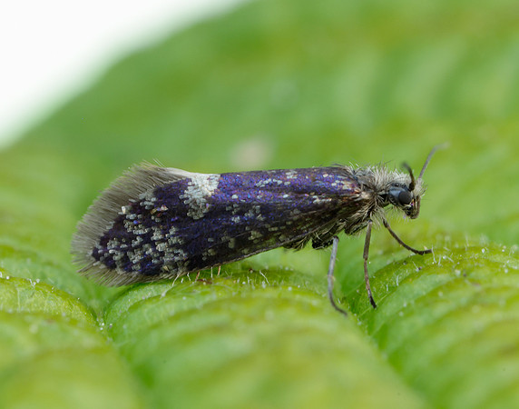 2.003 BF8 Eriocrania unimaculella