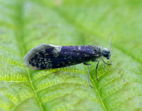 2.003 BF8 Eriocrania unimaculella