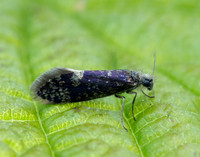 2.003 BF8 Eriocrania unimaculella