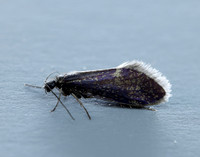 2.003 BF8 Eriocrania unimaculella