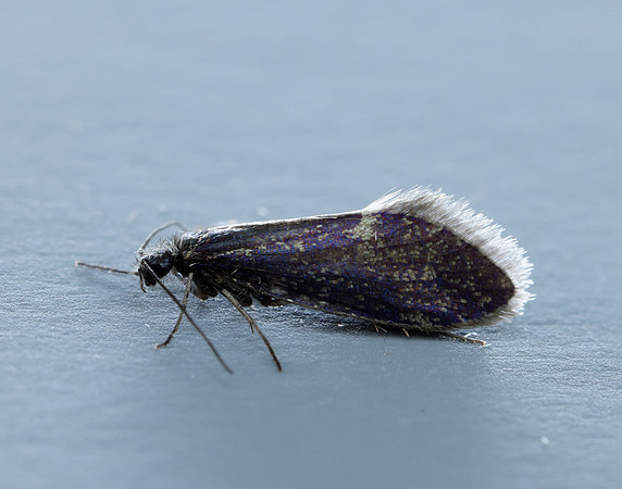 2.003 BF8 Eriocrania unimaculella