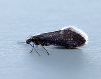 2.003 BF8 Eriocrania unimaculella