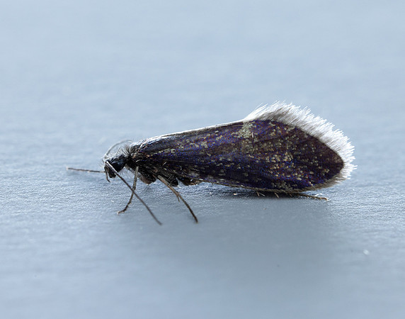 2.003 BF8 Eriocrania unimaculella