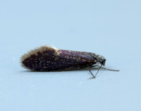 2.003 BF8 Eriocrania unimaculella