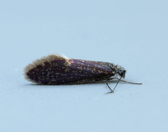 2.003 BF8 Eriocrania unimaculella