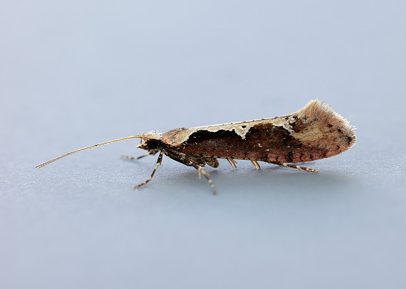18.006 BF468 Rhigognostis incarnatella