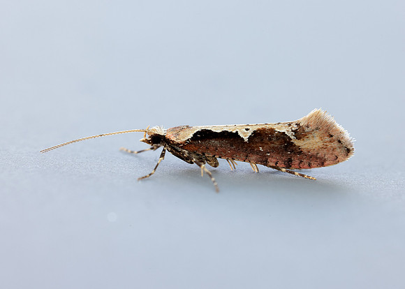 18.006 BF468 Rhigognostis incarnatella