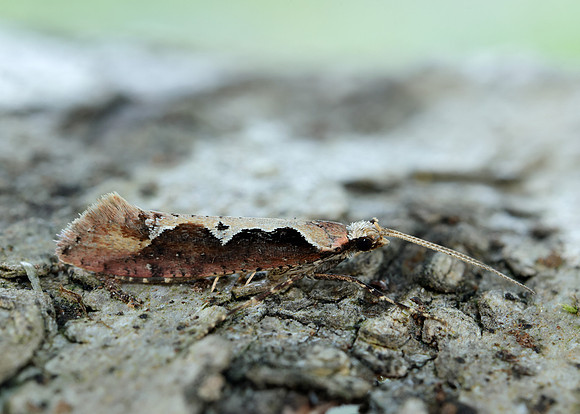 18.006 BF468 Rhigognostis incarnatella
