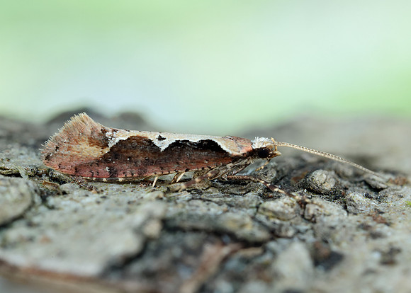 18.006 BF468 Rhigognostis incarnatella
