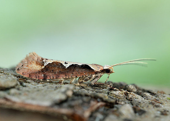 18.006 BF468 Rhigognostis incarnatella