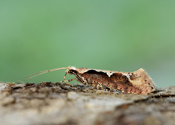 18.006 BF468 Rhigognostis incarnatella