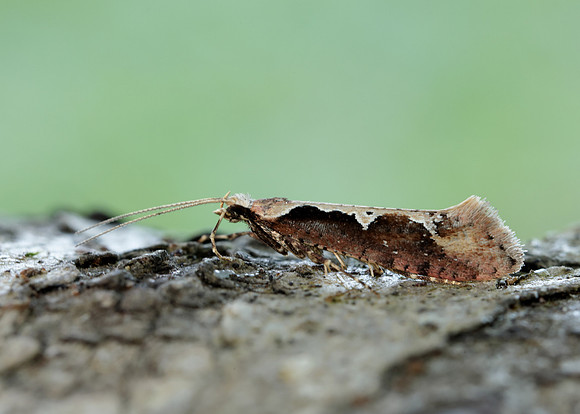 18.006 BF468 Rhigognostis incarnatella