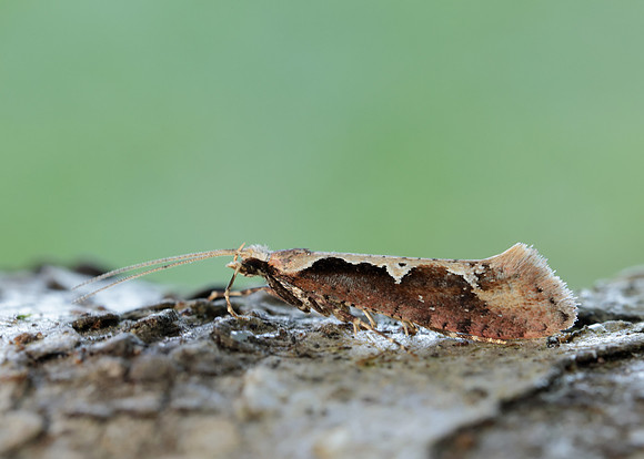 18.006 BF468 Rhigognostis incarnatella