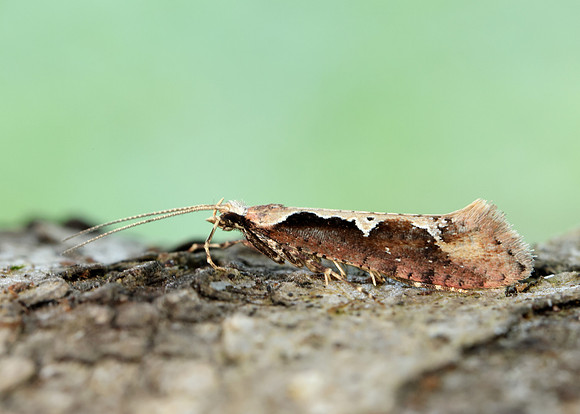 18.006 BF468 Rhigognostis incarnatella
