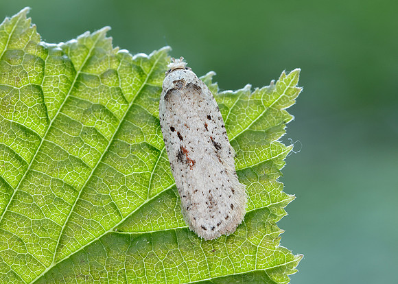 32.007 BF701 Agonopterix ocellana