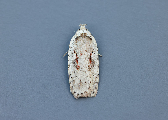 32.007 BF701 Agonopterix ocellana