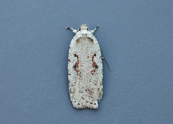 32.007 BF701 Agonopterix ocellana