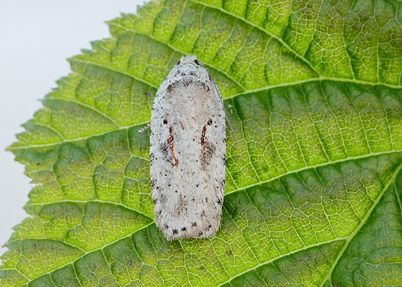 32.007 BF701 Agonopterix ocellana