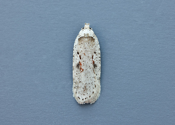 32.007 BF701 Agonopterix ocellana