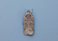 32.018 BF688 Agonopterix heracliana