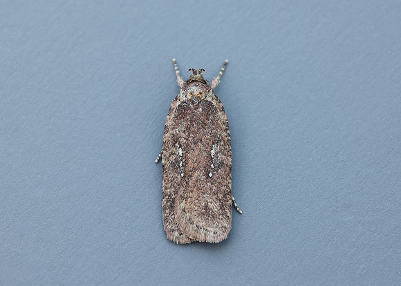 32.018 BF688 Agonopterix heracliana