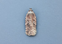 32.018 BF688 Agonopterix heracliana