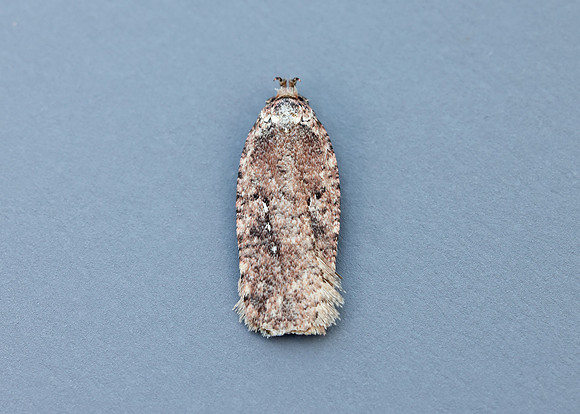 32.018 BF688 Agonopterix heracliana