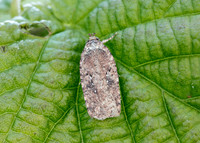 32.018 BF688 Agonopterix heracliana