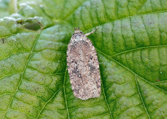 32.018 BF688 Agonopterix heracliana