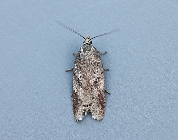 49.082 BF1055 Acleris hyemana
