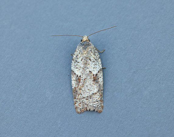 49.084 BF1045 Acleris notana