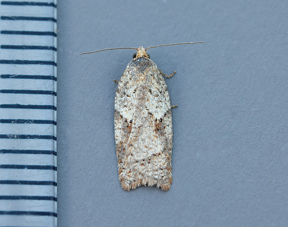 49.084 BF1045 Acleris notana