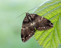 70.103 BF1750 Water Carpet Lampropteryx suffumata