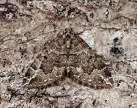 70.103 BF1750 Water Carpet Lampropteryx suffumata