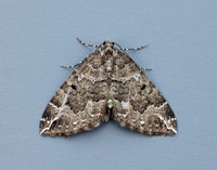 70.103 BF1750 Water Carpet Lampropteryx suffumata