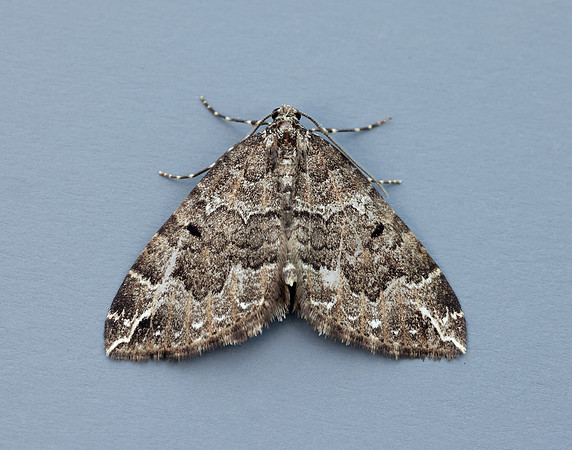 70.103 BF1750 Water Carpet Lampropteryx suffumata