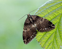 70.103 BF1750 Water Carpet Lampropteryx suffumata