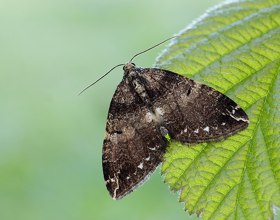 70.103 BF1750 Water Carpet Lampropteryx suffumata