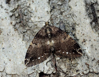 70.103 BF1750 Water Carpet Lampropteryx suffumata