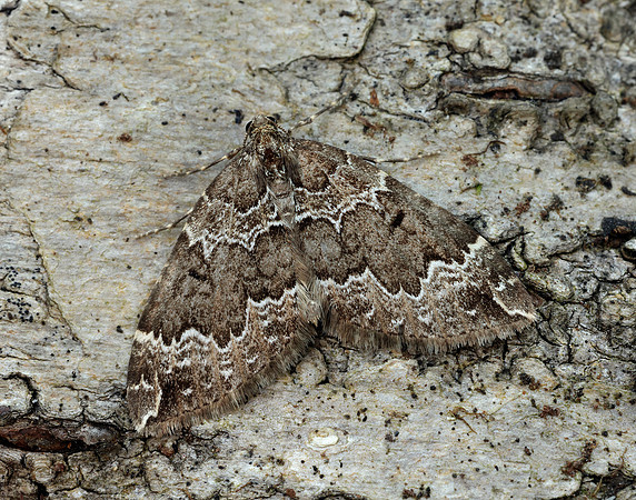 70.103 BF1750 Water Carpet Lampropteryx suffumata