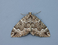 70.103 BF1750 Water Carpet Lampropteryx suffumata