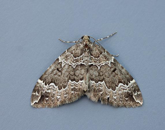 70.103 BF1750 Water Carpet Lampropteryx suffumata