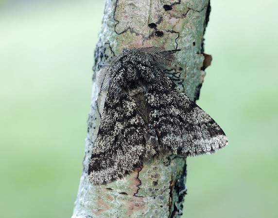 70.248 BF1927 Brindled Beauty Lycia hirtaria