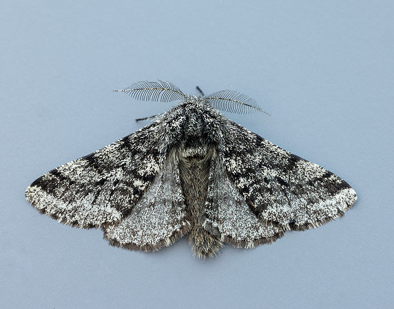 70.248 BF1927 Brindled Beauty Lycia hirtaria